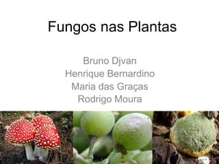 Fungos nas Plantas
Bruno Djvan
Henrique Bernardino
Maria das Graças
Rodrigo Moura
 