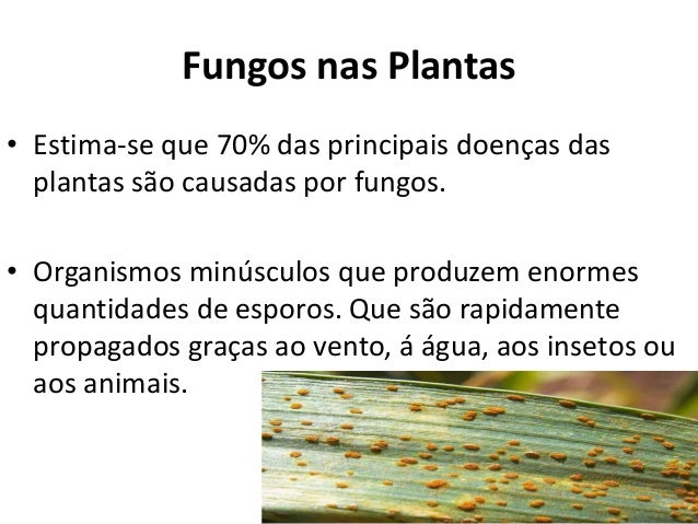 Fungo de prego em uma lactação