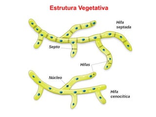 Estrutura Vegetativa
 