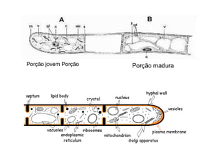 Porção jovem Porção Porção madura
 