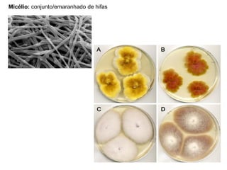 Micélio: conjunto/emaranhado de hifas
 