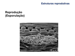 Estruturas reprodutivas
Reprodução
(Esporulação)
 