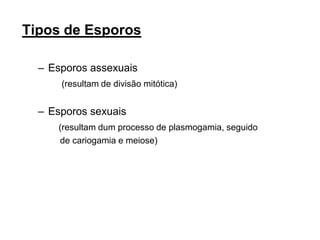 Tipos de Esporos
– Esporos assexuais
(resultam de divisão mitótica)
– Esporos sexuais
(resultam dum processo de plasmogamia, seguido
de cariogamia e meiose)
 