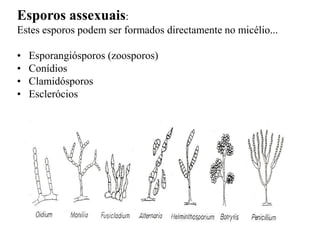 Esporos assexuais:
Estes esporos podem ser formados directamente no micélio...
• Esporangiósporos (zoosporos)
• Conídios
• Clamidósporos
• Esclerócios
 
