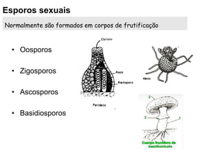 • Oosporos
• Zigosporos
• Ascosporos
• Basidiosporos
Esporos sexuais
Normalmente são formados em corpos de frutificação
 