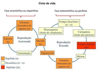 Fase anamórfica ou imperfeita Fase teleomórfica ou perfeita
Ciclo de vida
 