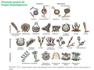 Principais grupos de
fungos fitopatogénicos
 