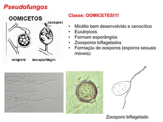 Pseudofungos
Zoosporo biflagelado
Classe: OOMICETES!!!!
• Micélio bem desenvolvido e cenocítico
• Eucárpicos
• Formam esporângios
• Zoosporos biflagelados
• Formação de oosporos (esporos sexuais
móveis)
 
