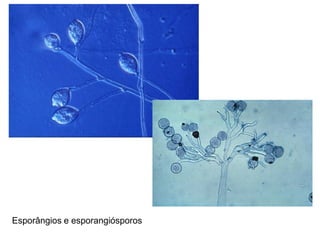 Esporângios e esporangiósporos
 