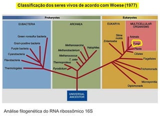 Análise filogenética do RNA ribossômico 16S
 