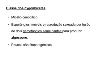 Classe dos Zygomycetes
• Micelio cenocítico
• Esporângios imóveis e reprodução sexuada por fusão
de dois gametângios semelhantes para produzir
zigosporo.
• Poucos são fitopatogénicos
 