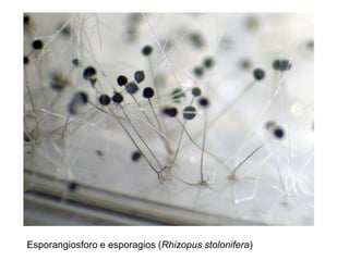 Esporangiosforo e esporagios (Rhizopus stolonifera)
 
