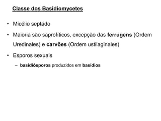 Classe dos Basidiomycetes
• Micélio septado
• Maioria são saprofíticos, excepção das ferrugens (Ordem
Uredinales) e carvões (Ordem ustilaginales)
• Esporos sexuais
– basidiósporos produzidos em basídios
 
