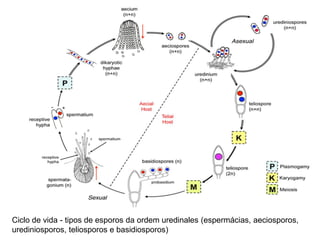 Ciclo de vida - tipos de esporos da ordem uredinales (espermácias, aeciosporos,
urediniosporos, teliosporos e basidiosporos)
 