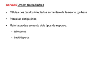 Carvões Ordem Ustilaginales
• Células dos tecidos infectados aumentam de tamanho (galhas)
• Parasitas obrigatórios
• Maioria produz somente dois tipos de esporos:
– teliósporos
– basidiósporos
 