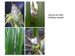 Carvão do milho
(Ustilago maydis)
 