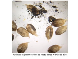 Grãos de trigo com esporos de Tilletia caries (Carvão do trigo)
 