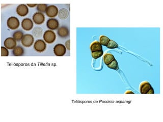 Teliósporos de Puccinia asparagi
Teliósporos da Tilletia sp.
 