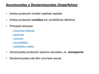 Ascomycetes e Deuteromycetes (Imperfeitos)
• Ambos produzem micélio haplóide septado
• Ambos produzem conídios em conidióforos idênticos
• Principais doenças
- manchas foliares
- queimas
- cancros
- murchidões
- podridões moles
• Ascomycetes produzem esporos sexuados, os ascosporos
• Deuteromycetes não têm uma fase sexual
 