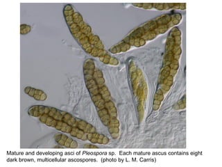 Mature and developing asci of Pleospora sp. Each mature ascus contains eight
dark brown, multicellular ascospores. (photo by L. M. Carris)
 