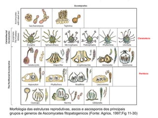 Morfologia das estruturas reprodutivas, ascos e ascosporos dos principais
grupos e generos de Ascomycetes fitopatogenicos (Fonte: Agrios, 1997;Fig 11-30)
Cleistotécio
Peritécio
 