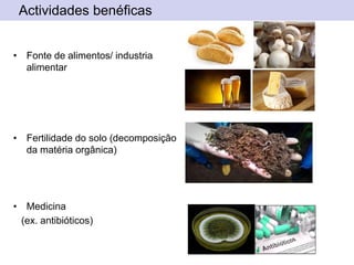 Actividades benéficas
• Fonte de alimentos/ industria
alimentar
• Fertilidade do solo (decomposição
da matéria orgânica)
• Medicina
(ex. antibióticos)
 