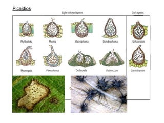 Picnidios
 