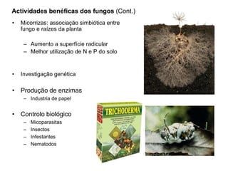 Actividades benéficas dos fungos (Cont.)
• Micorrizas: associação simbiótica entre
fungo e raízes da planta
– Aumento a superfície radicular
– Melhor utilização de N e P do solo
• Investigação genética
• Produção de enzimas
– Industria de papel
• Controlo biológico
– Micoparasitas
– Insectos
– Infestantes
– Nematodos
 