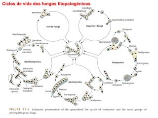 Ciclos de vida dos fungos fitopatogénicos
 