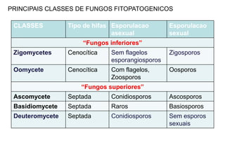 CLASSES Tipo de hifas Esporulacao
asexual
Esporulacao
sexual
“Fungos inferiores”
Zigomycetes Cenocítica Sem flagelos
esporangiosporos
Zigosporos
Oomycete Cenocítica Com flagelos,
Zoosporos
Oosporos
“Fungos superiores”
Ascomycete Septada Conidiosporos Ascosporos
Basidiomycete Septada Raros Basiosporos
Deuteromycete Septada Conidiosporos Sem esporos
sexuais
PRINCIPAIS CLASSES DE FUNGOS FITOPATOGENICOS
 
