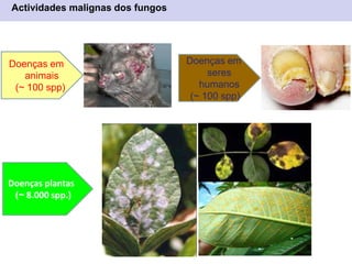 Actividades malignas dos fungos
Doenças em
animais
(~ 100 spp)
Doenças em
seres
humanos
(~ 100 spp)
Doenças plantas
(~ 8.000 spp.)
 