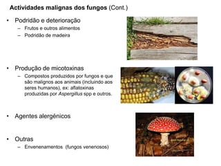• Podridão e deterioração
– Frutos e outros alimentos
– Podridão de madeira
• Produção de micotoxinas
– Compostos produzidos por fungos e que
são malignos aos animais (incluindo aos
seres humanos), ex: aflatoxinas
produzidas por Aspergillus spp e outros.
• Agentes alergénicos
• Outras
– Envenenamentos (fungos venenosos)
Actividades malignas dos fungos (Cont.)
 
