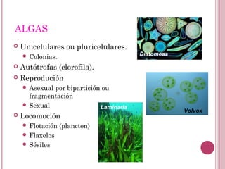 ALGAS
 Unicelulares ou pluricelulares.
 Colonias.
 Autótrofas (clorofila).
 Reprodución
 Asexual por bipartición ou
fragmentación
 Sexual
 Locomoción
 Flotación (plancton)
 Flaxelos
 Sésiles
Volvox
Diatomeas
Laminaria
 