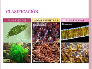 CLASIFICACIÓN
Euglena
Ulva
Diatomea
Argazo
Carrapucho
ALGAS VERDES ALGAS PARDASALGAS VERMELLAS
Gracilaria
 