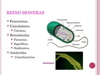 REINO MONERAS
 Procariotas.
 Unicelulares.
 Colonias.
 Heterótrofas
 Parasitas.
 Saprófitas.
 Simbiontes.
 Autótrofas
 Cianobacterias
 