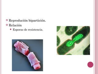  Reprodución bipartición.
 Relación
 Esporas de resistencia.
 