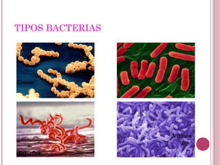 TIPOS BACTERIAS
Cocos
Bacilos
Espirilos
Vibrios
 