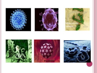 Gripe VIH
Fago T4
Papiloma
Mosaico do
tabaco
Ébola
 