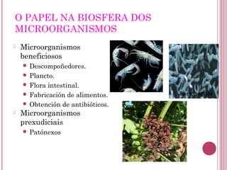 O PAPEL NA BIOSFERA DOS
MICROORGANISMOS
 Microorganismos
beneficiosos
 Descompoñedores.
 Plancto.
 Flora intestinal.
 Fabricación de alimentos.
 Obtención de antibióticos.
 Microorganismos
prexudiciais
 Patónexos
Lactobacilos
Plancto
Mildiu
 