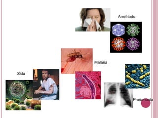 Arrefriado
Sida
Malaria
Pneumonía
 