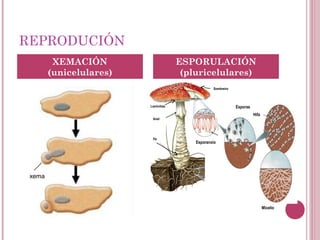 REPRODUCIÓN
XEMACIÓN
(unicelulares)
ESPORULACIÓN
(pluricelulares)
xema
Esporanxio
Pé
Anel
Sombreiro
Micelio
Laminiñas
Hifa
Esporas
 