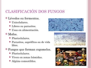 CLASIFICACIÓN DOS FUNGOS
 Lévedos ou fermentos.
 Unicelulares.
 Libres ou parasitos.
 Usos en alimentación.
 Mofos.
 Pluricelulares.
 Parasitos, saprófitos ou de vida
libre.
 Fungos que forman cogomelos.
 Pluricelulares.
 Viven en zonas húmidas.
 Algúns comestibles.
 