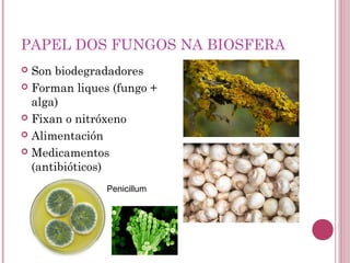 PAPEL DOS FUNGOS NA BIOSFERA
 Son biodegradadores
 Forman liques (fungo +
alga)
 Fixan o nitróxeno
 Alimentación
 Medicamentos
(antibióticos)
Penicillum
 