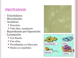 PROTOZOOS
 Unicelulares
 Heterótrofos
 Acuáticos
 Parasitos
 Vida libre: zooplancto
 Reprodución por bipartición
 Locomoción
 Con flaxelo
 Con cilios
 Pseudópodos ou falsos pés
 Sésiles ou inmóbiles
pseudópodos cilios
flaxelos
sésiles
 
