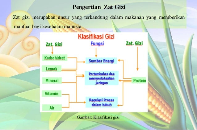 Fungsi Dan Kebutuhan Zat Gizi