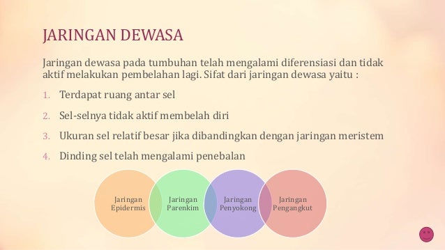 Fungsi dan struktur jaringan tumbuhan
