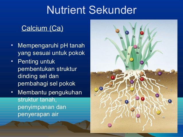 Fungsi Nutrient Dalam Baja Kimia Cap Pokok Sawit