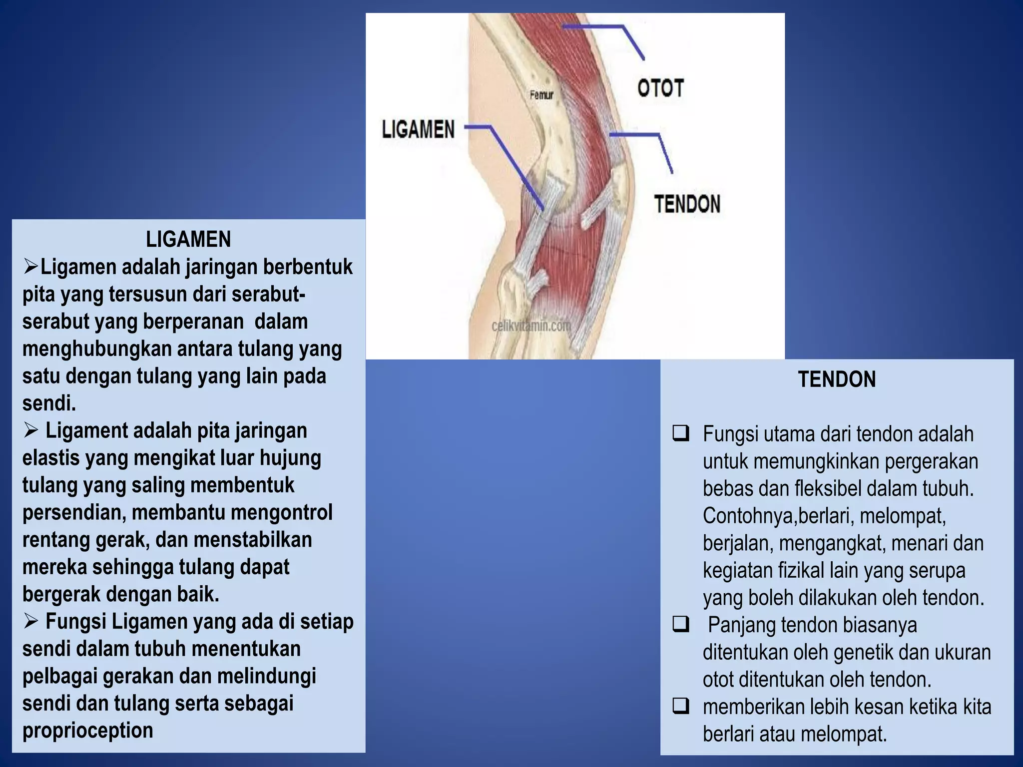 fungsi sistem tubuh badan.pdf