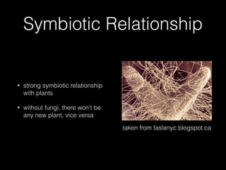 Symbiotic Relationship
• strong symbiotic relationship
with plants
• without fungi, there won't be
any new plant, vice versa
taken from faslanyc.blogspot.ca
 