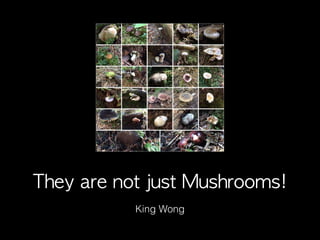 They	 are	 not	 just	 Mushrooms!
King Wong
 
